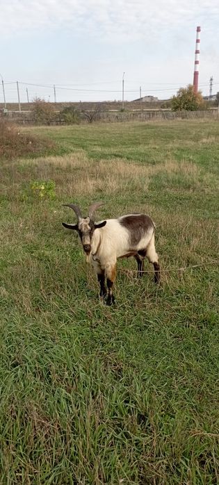 Услуги козла производителя.