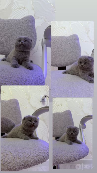 Скотиш Фолд котята