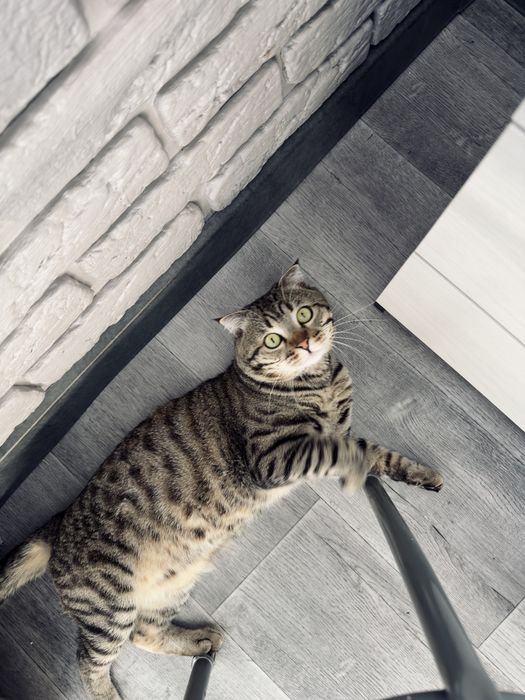 Кот на вязку вислоухий шотландец