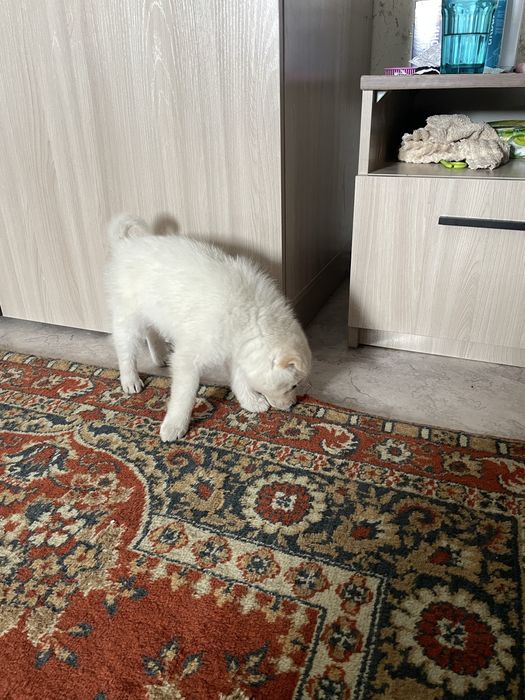 отдам даром крупный щенок