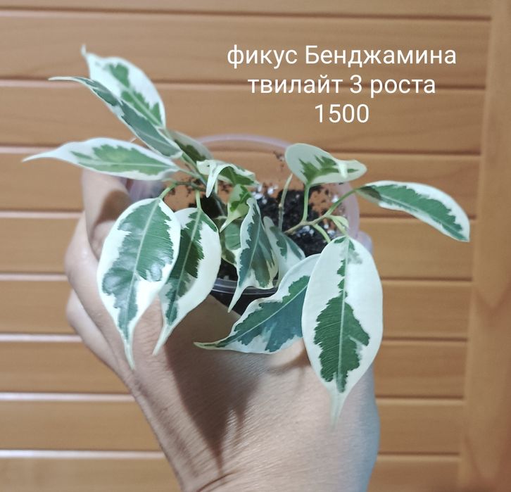 Комнатные цветы разные