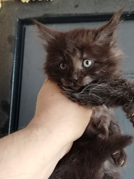 Котята из питомника