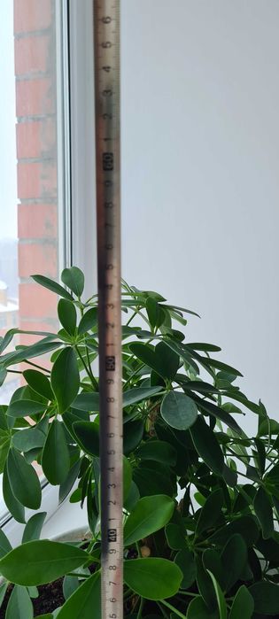 Домашний цветок шефлера