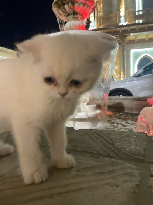 Котенок породы серебристая шиншила