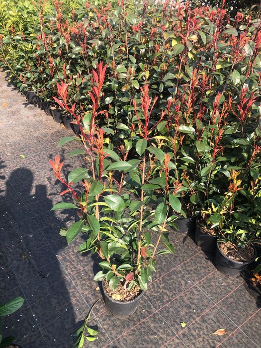 Photinia crescuta pe ghiveci