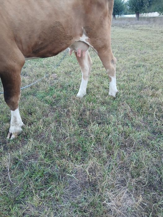 Vacă gestanta de vanzare