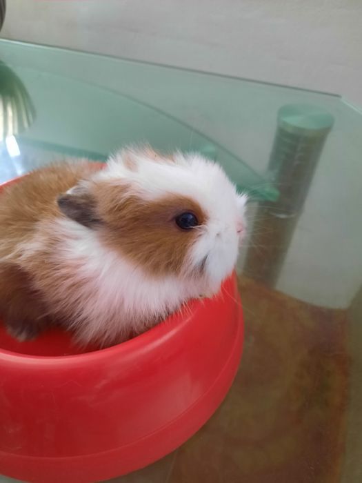 Декоративный кролик,  миник.