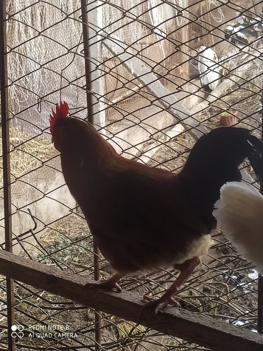 Jaydari xorozlar sotiladi