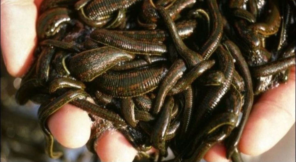 Zuluk piyavka bor arzon