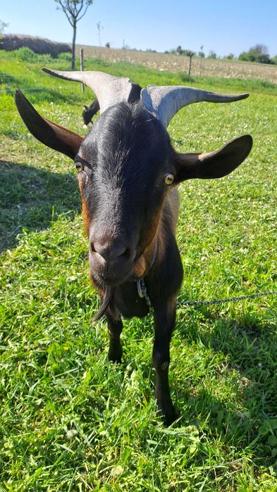 Vând Țap vârsta un an