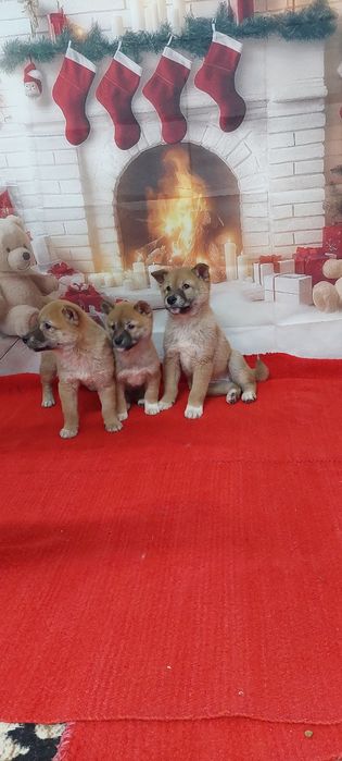 Шиба Ину Shiba inu