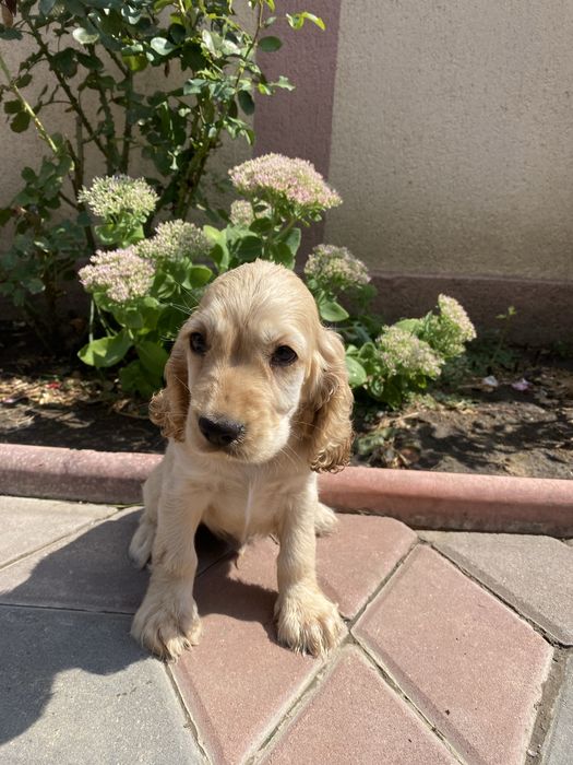 Cocker Spaniel mascul 2 luni