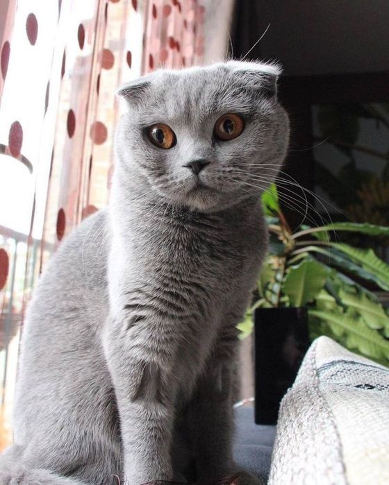 Шотландская кошка
