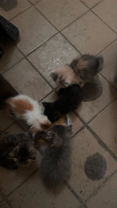 Котята в добрые руки. Ищут дом