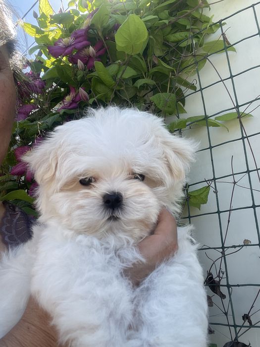 Мальтезе разных возрастов