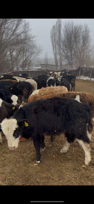 Бычоктар сатылады бұқа подсос 43 бас