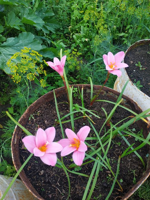 Продам зеферантес (выскочка)