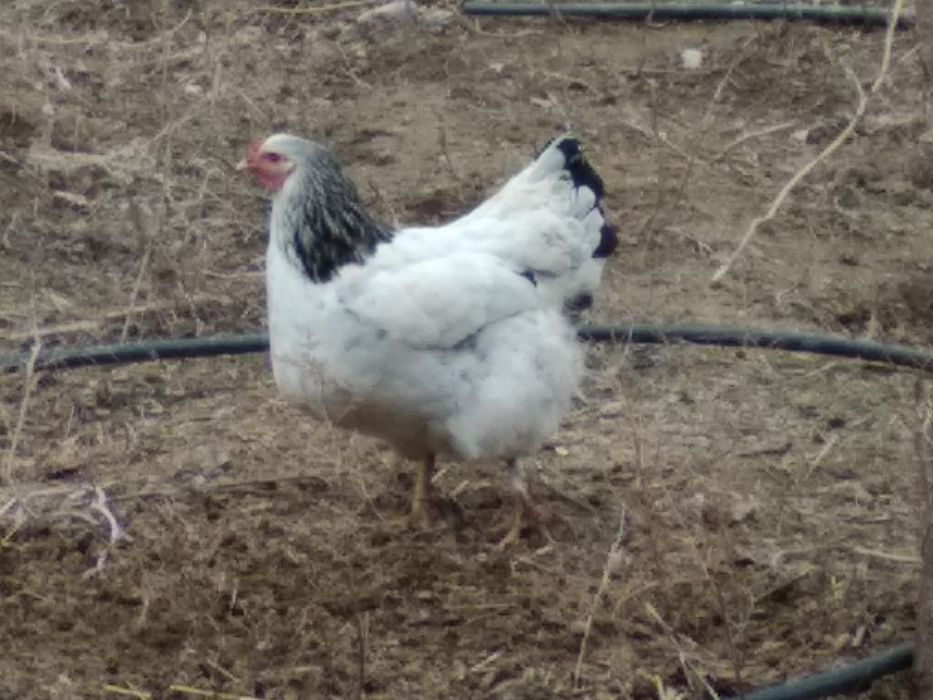 Яйца инкубационные