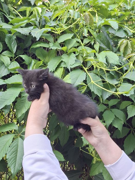 Отдам котят.  Все Мальчики.