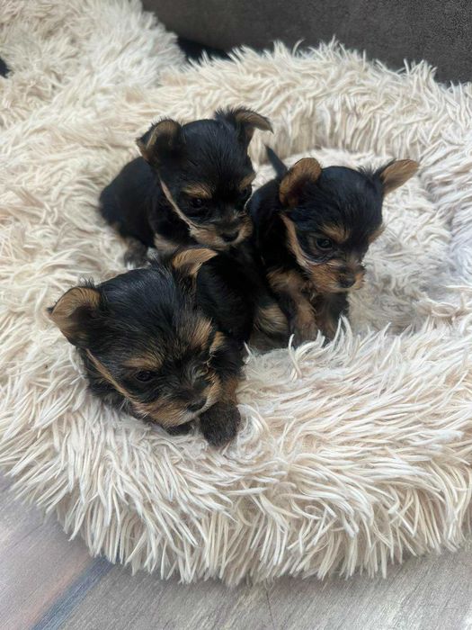 Мини йоркита 2 бр.