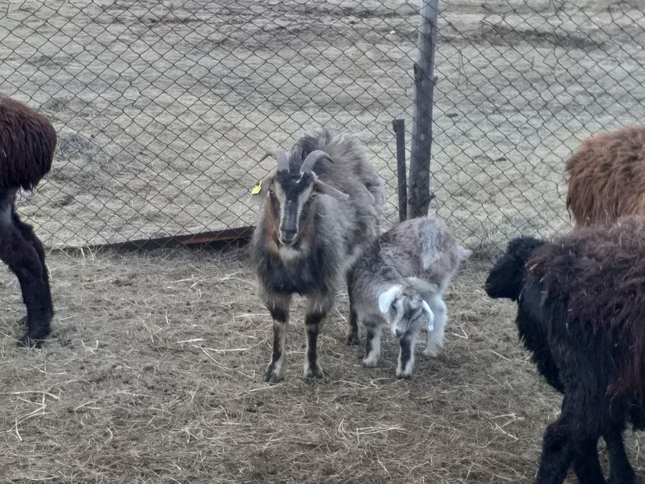 Ешки. Козы. Ягнята