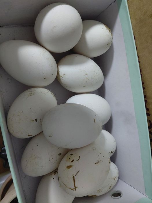 Инкубационные гусинные яйца