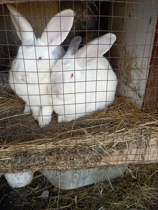 Продаю кроликов  недорого
