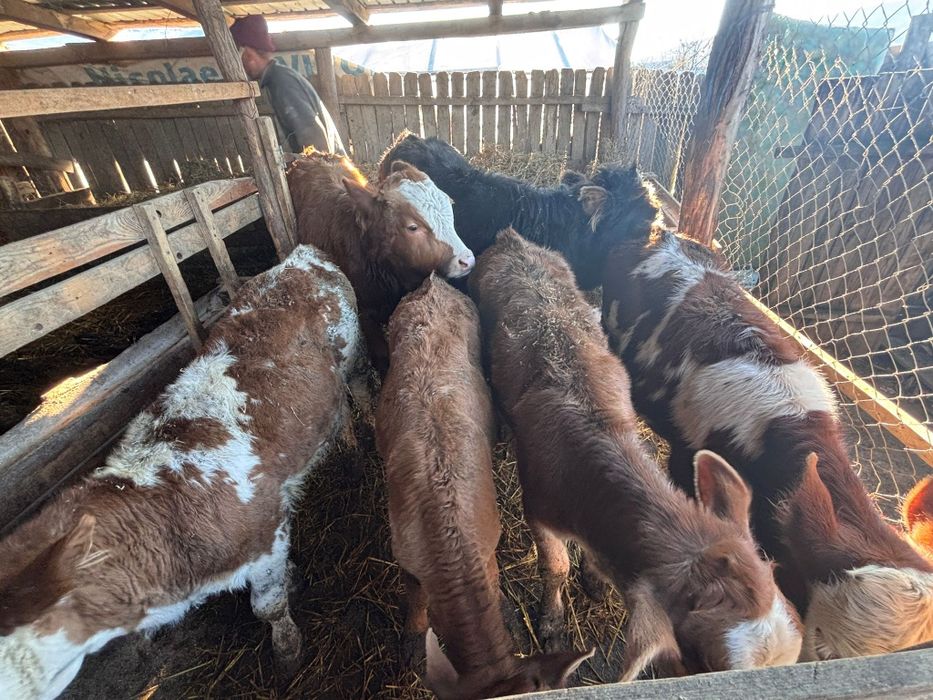 Vând șase viței de rasa