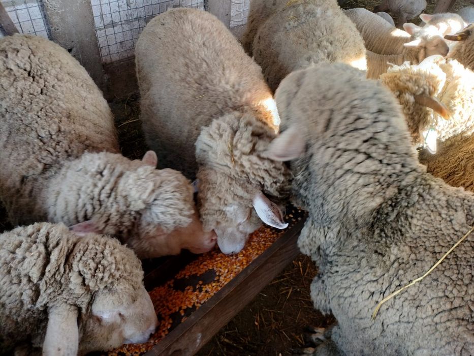 Vand Oi Merinos cu miei