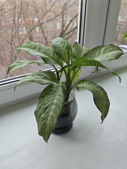 Диффенбахия в кашпо