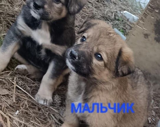 Щенки в ДОБРЫЕ руки.