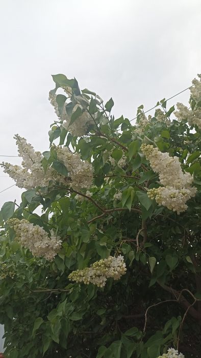 Апрельская сирень