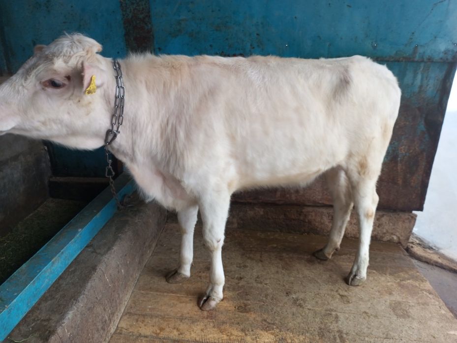 Продам жирную телку