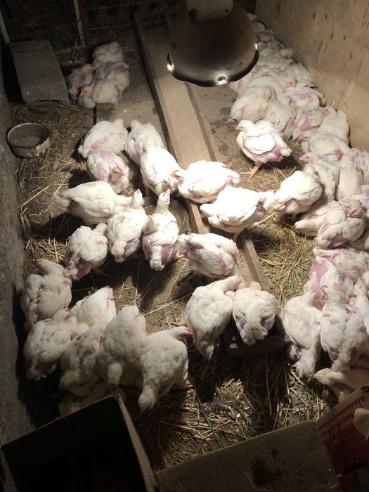 Бройлер коб 500 сатылады