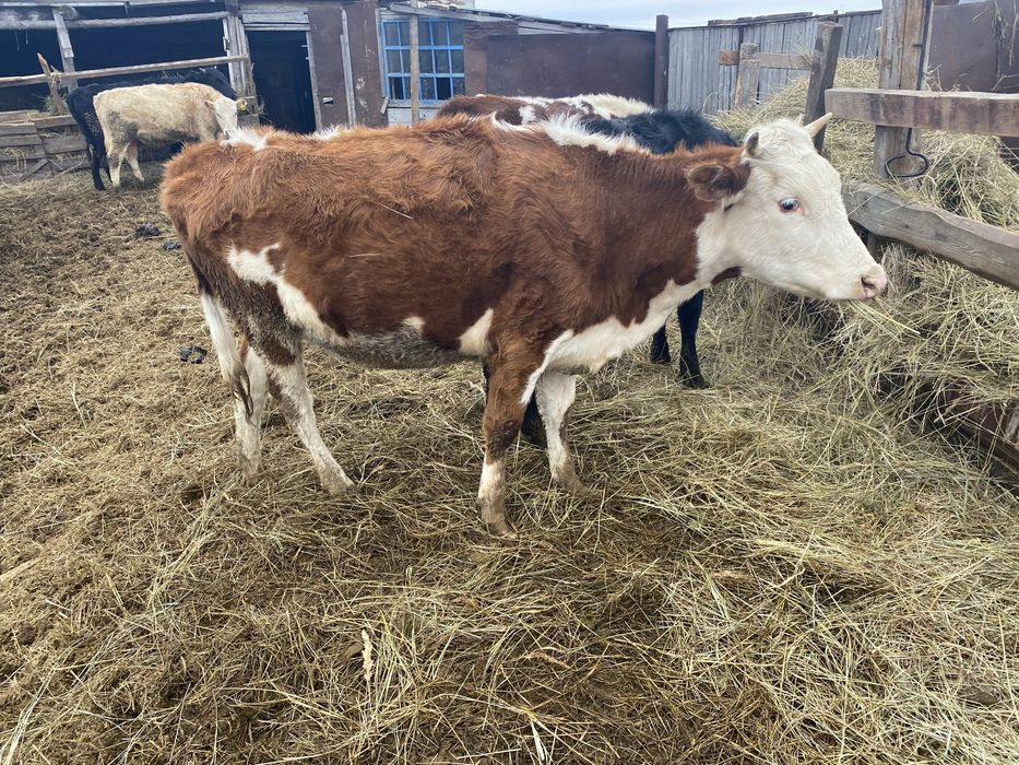 Продам крс 3 шт телки