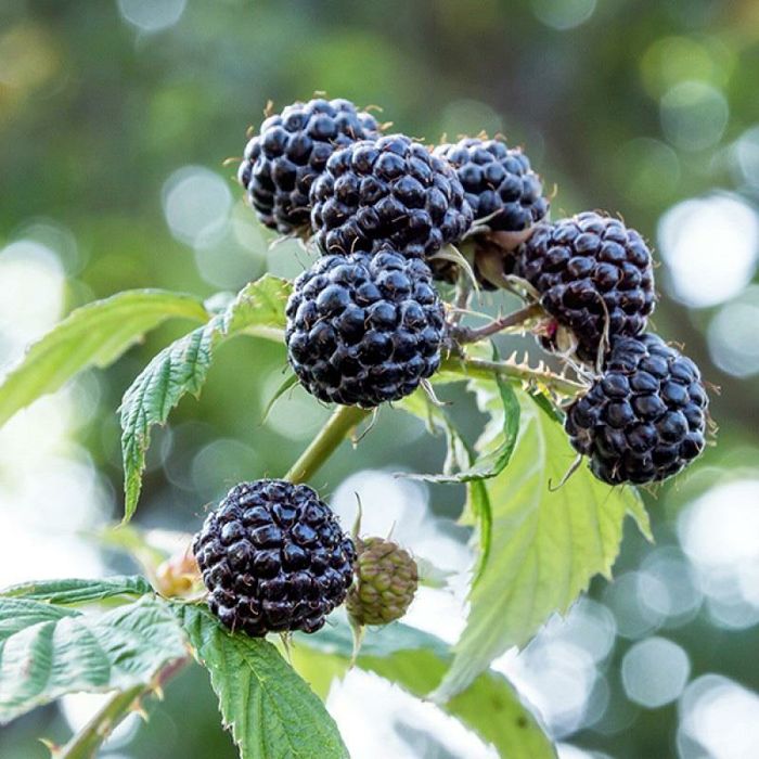 Саженцы плодовые