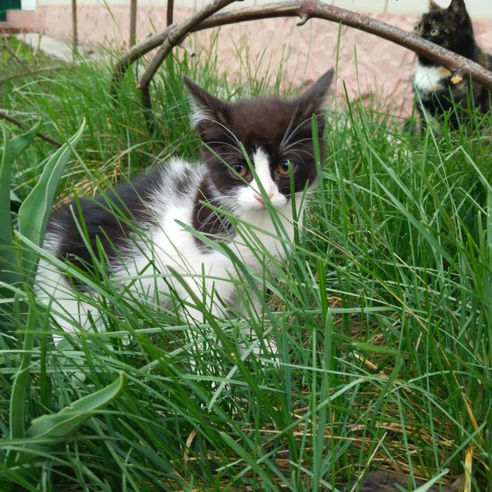 котенок в добрые руки