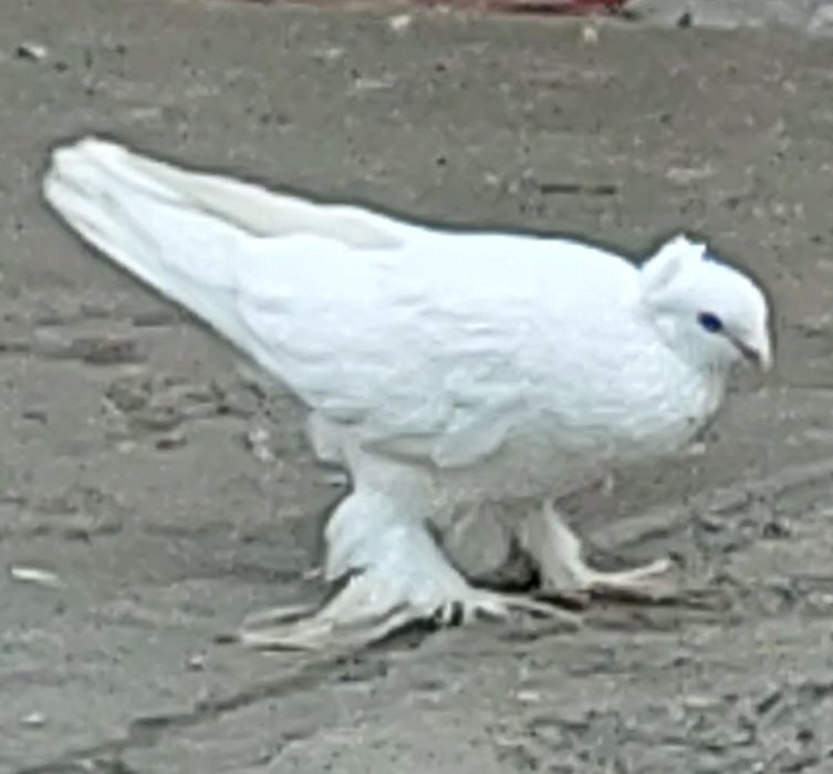 Кептер Құс Голуби