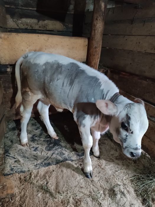 Vând vaca  cu vitel mai multe detalii la telefon