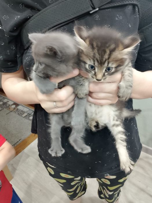 Отдам котят в добрые руки