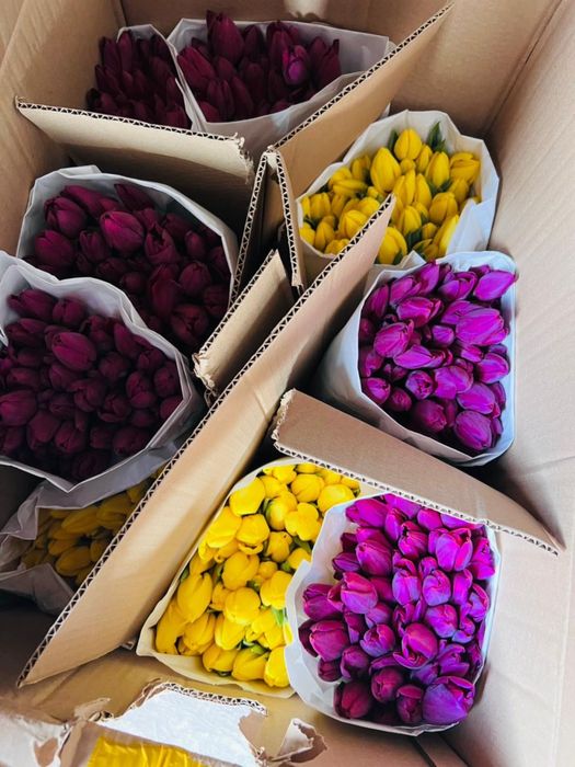 Тюльпан 400 тг местные свежие