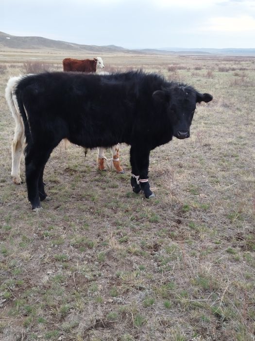 Бұқалар сатылады