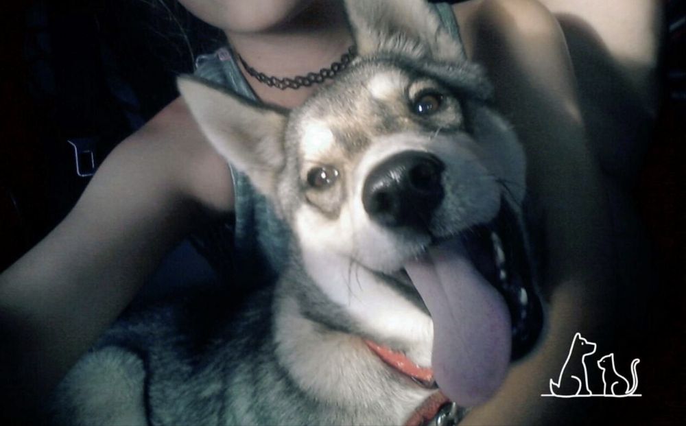 детский садик для животных