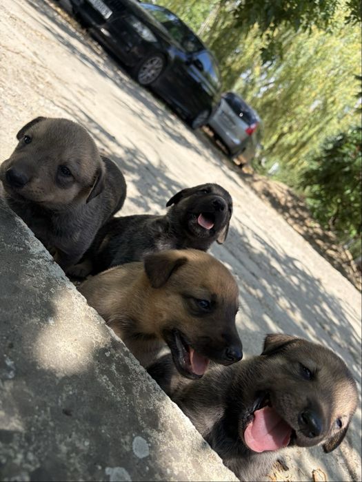 Cățeluși adorabilii își caută o familie iubitoare!