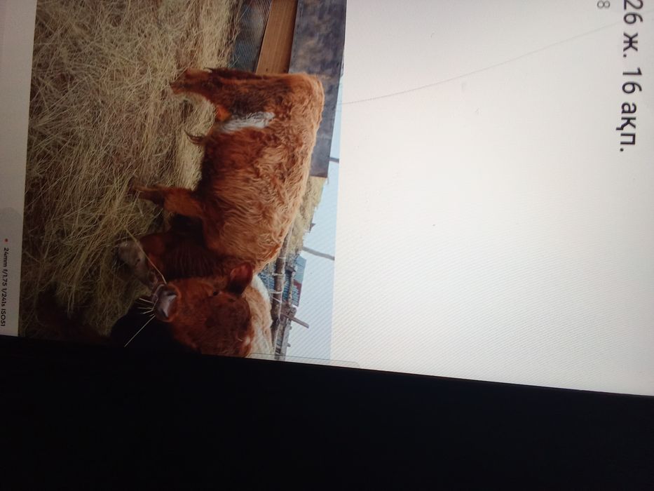 15 бас бұқа сатам