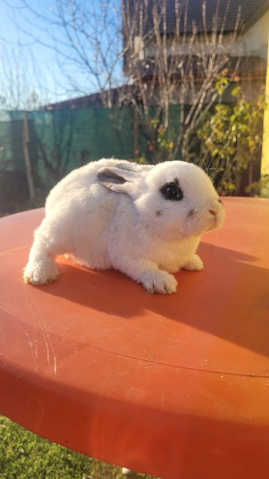 Vând 4 iepurasi Rex tricolor foarte frumosi