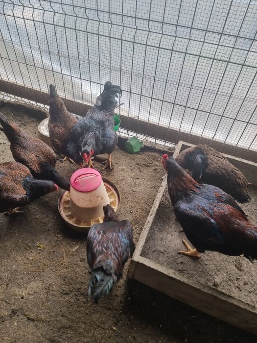 Cocos combatant indian talie mare