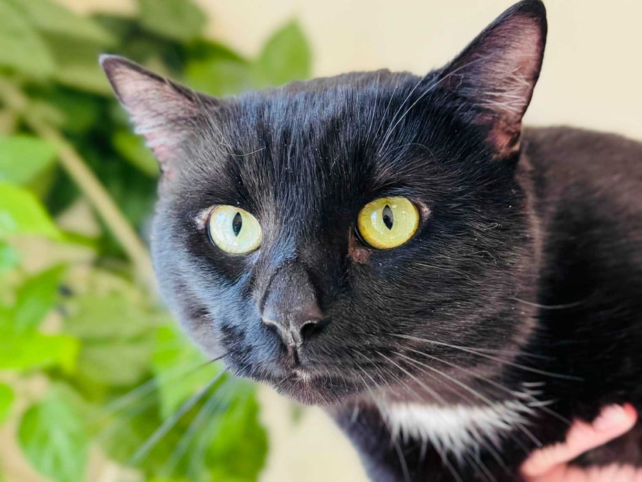 Мъжко котарак търси дом