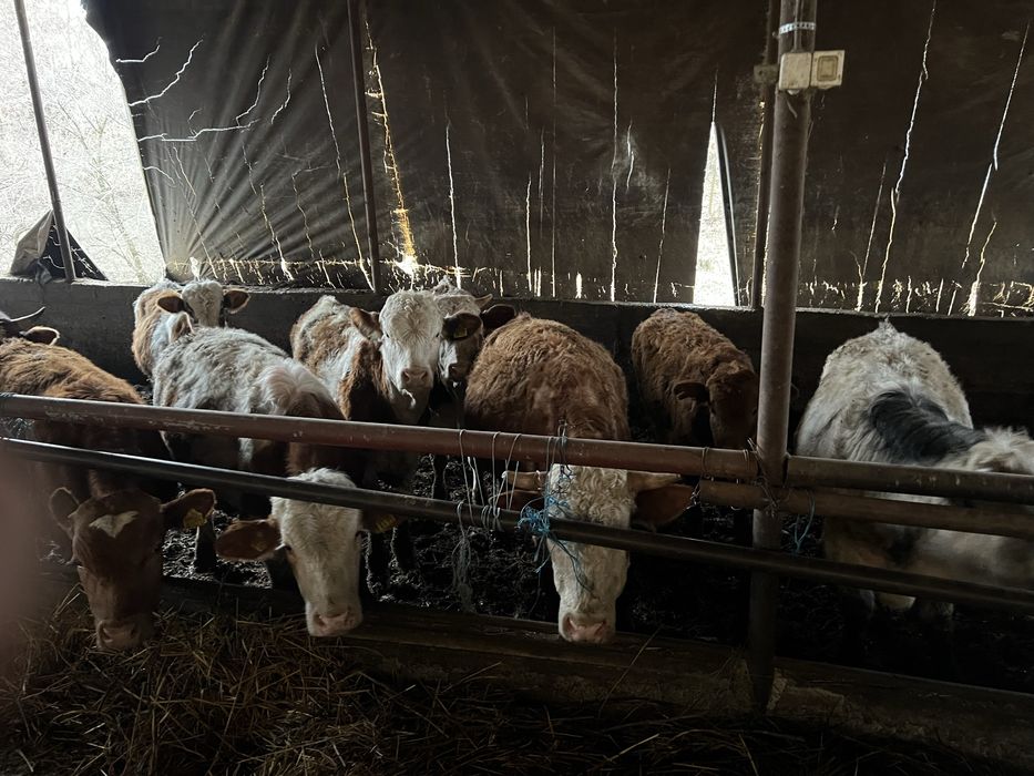 Vand lot de 23 taurasi,masculi