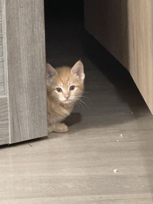 Котенок в добрые руки